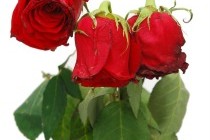 Flowers and candy